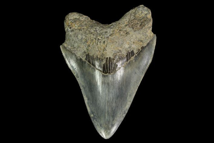 Serrated, Fossil Megalodon Tooth - Indonesia #148971